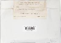 Marasmius synodicus image