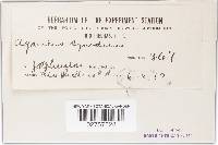 Marasmius synodicus image