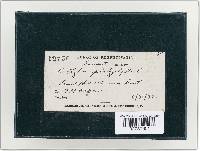 Megacollybia platyphylla image