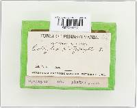 Megacollybia platyphylla image