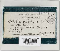 Megacollybia platyphylla image