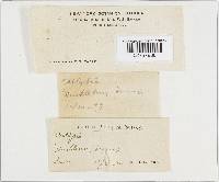 Megacollybia platyphylla image