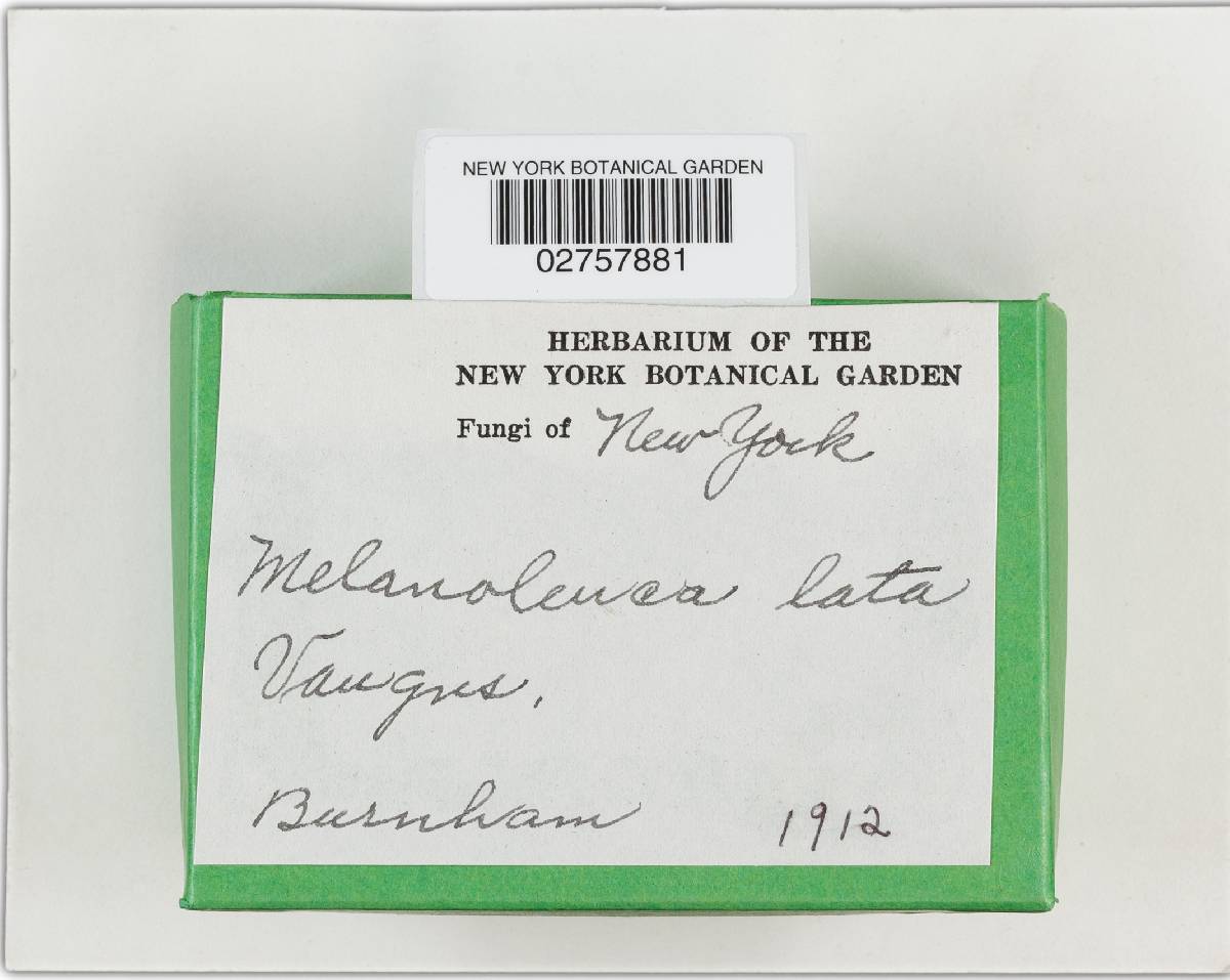 Melanoleuca lata image