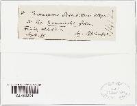 Peronospora potentillae image