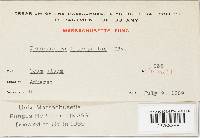 Peronospora potentillae image