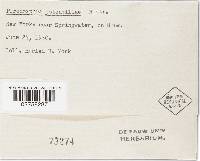 Peronospora potentillae image