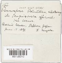 Peronospora potentillae image