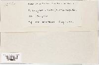 Plasmopara viticola image