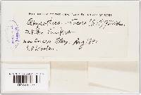 Plasmopara viticola image