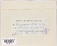 Plasmopara viticola image