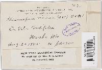 Plasmopara viticola image