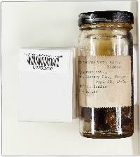 Mutinus caninus var. albus image