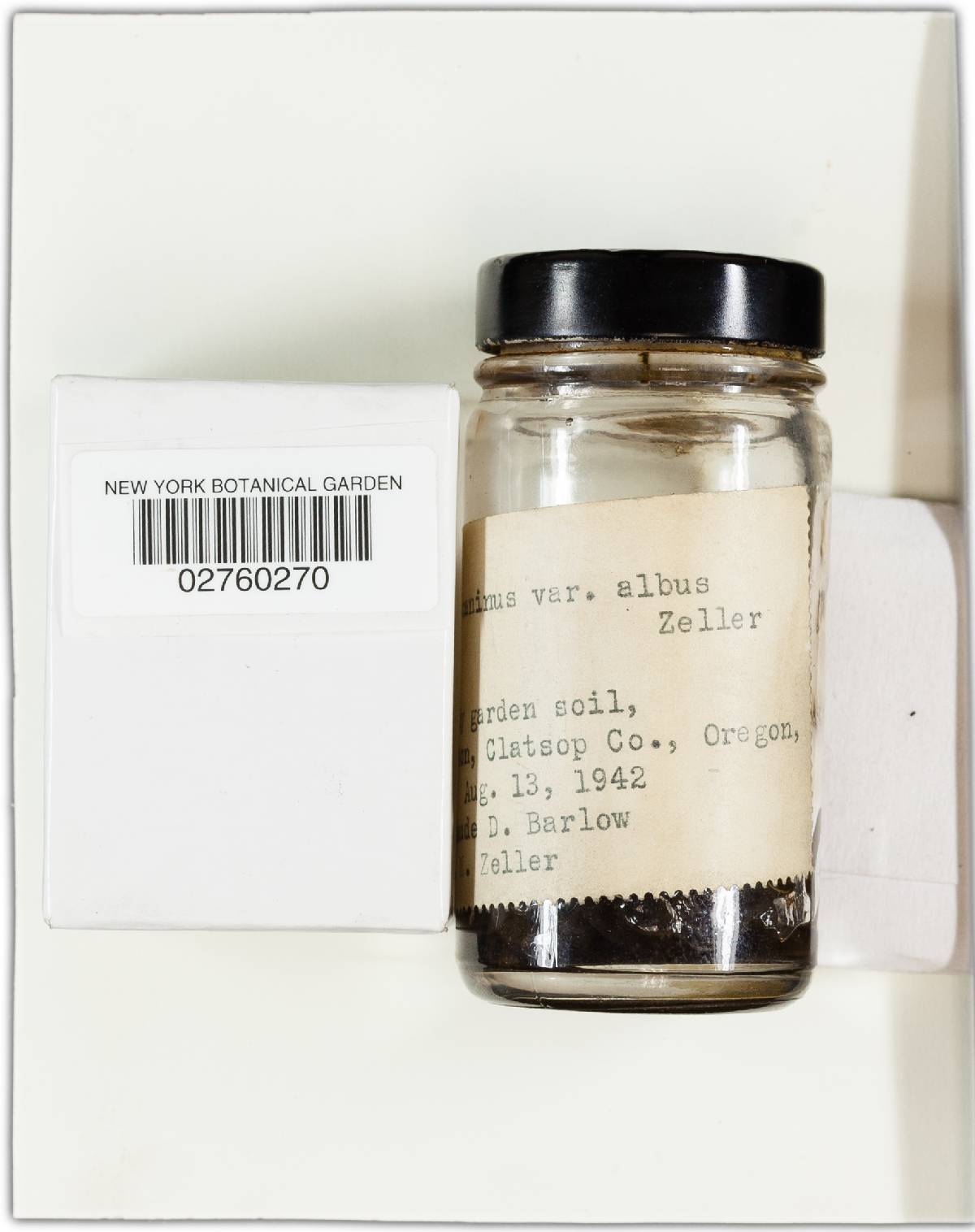 Mutinus caninus var. albus image