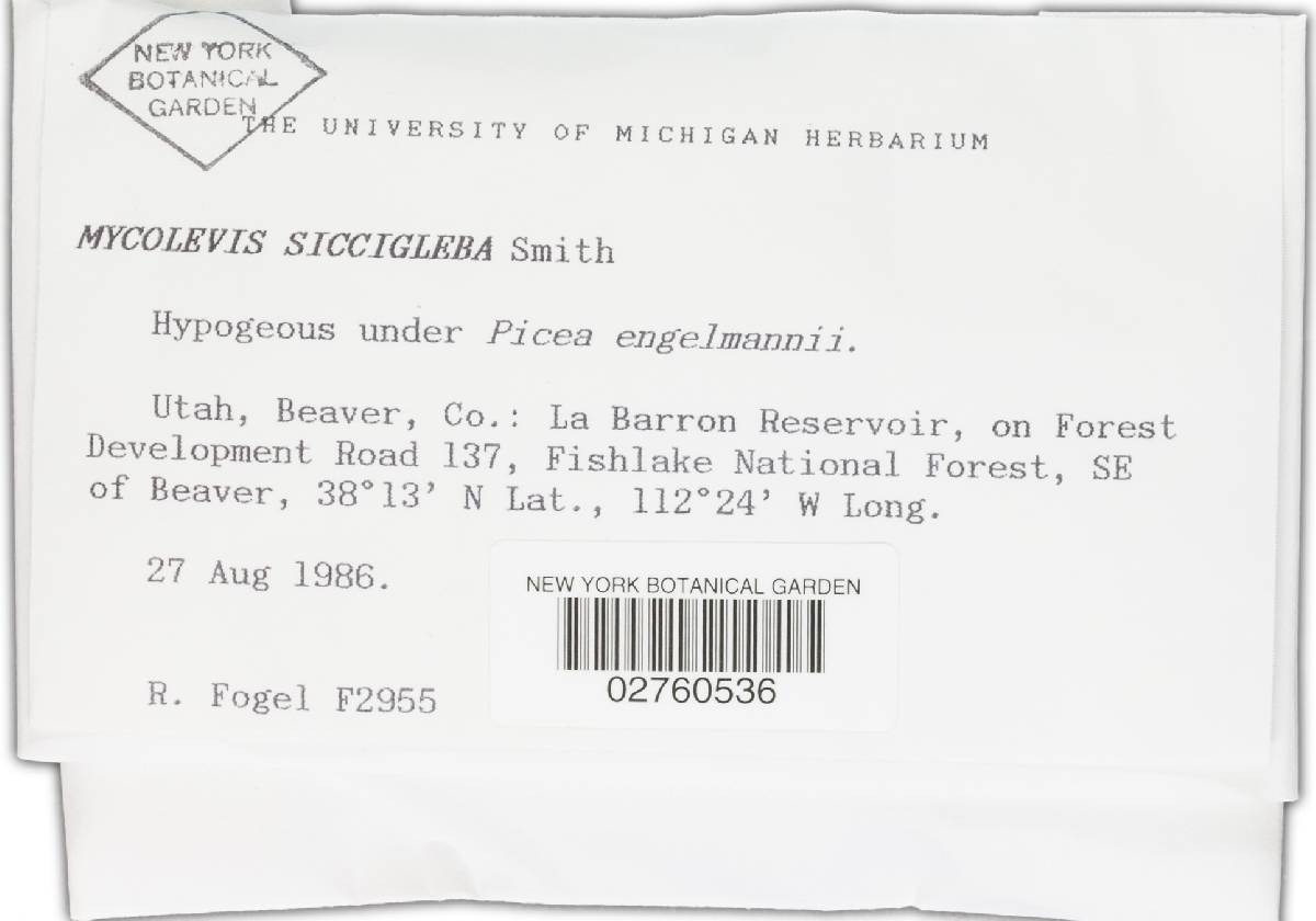 Mycolevis siccigleba image