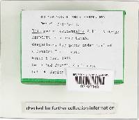 Rhizopogon occidentalis image