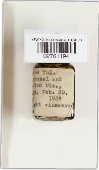 Rhizopogon rubescens image