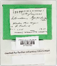 Scleroderma areolatum image