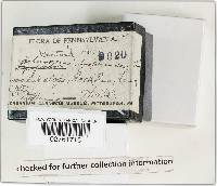 Scleroderma areolatum image