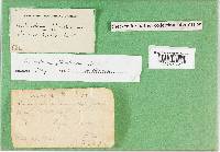 Media resource of Scleroderma floridanum