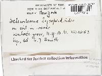 Scleroderma areolatum image