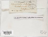 Sphaerobolus stellatus image