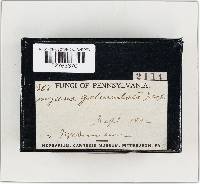 Mycena galericulata image