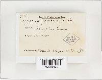 Mycena galericulata image