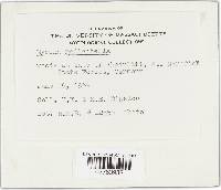 Mycena galericulata image