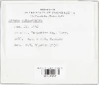 Mycena subcaerulea image