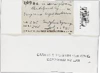 Mycena subcaerulea image