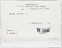 Mycena subcaerulea image