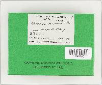 Entoloma mammosum image