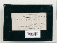 Pleurocybella porrigens image