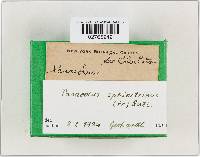 Panaeolus papilionaceus var. papilionaceus image