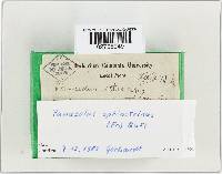 Panaeolus papilionaceus var. papilionaceus image