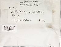 Tulostoma fimbriatum var. campestre image