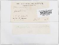 Protostropharia semiglobata image