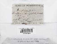 Stropharia semiglobata image