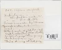 Protostropharia semiglobata image