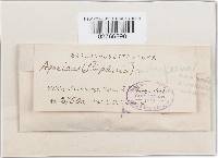 Stropharia melanosperma image