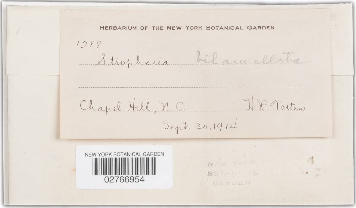 Stropharia bilamellata image