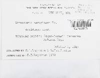 Thumbnail image of current specimen