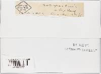 Helicostylum pulchrum image