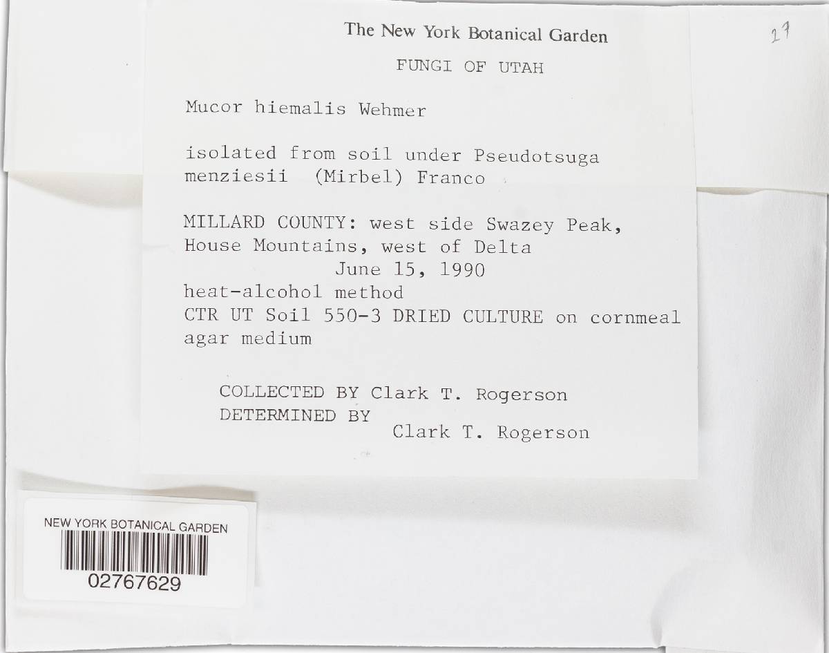 Mucor hiemalis image