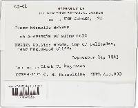 Mucor hiemalis image