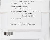 Mucor hiemalis image