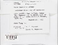 Mucor hiemalis image