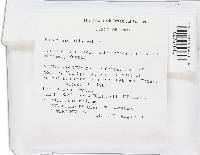 Mucor hiemalis image