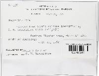 Mucor hiemalis image