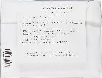 Mucor hiemalis image